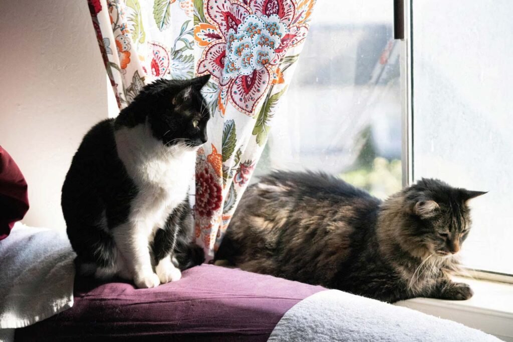 black and white short hair judging the long hair tabby in the window