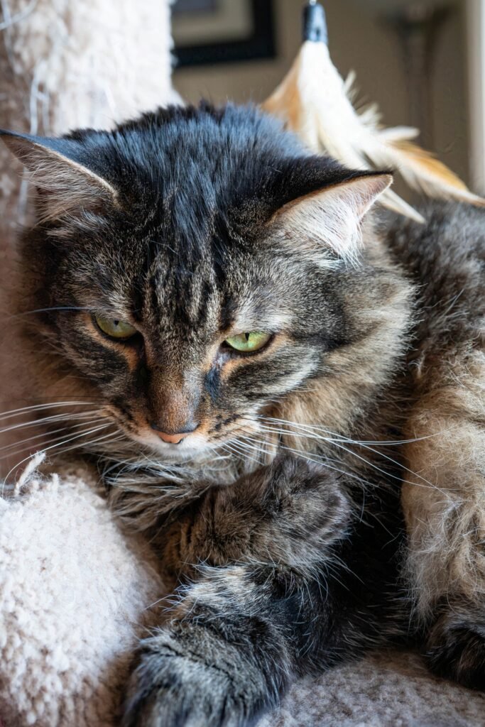 long hear tabby waking up from nap on scratcher