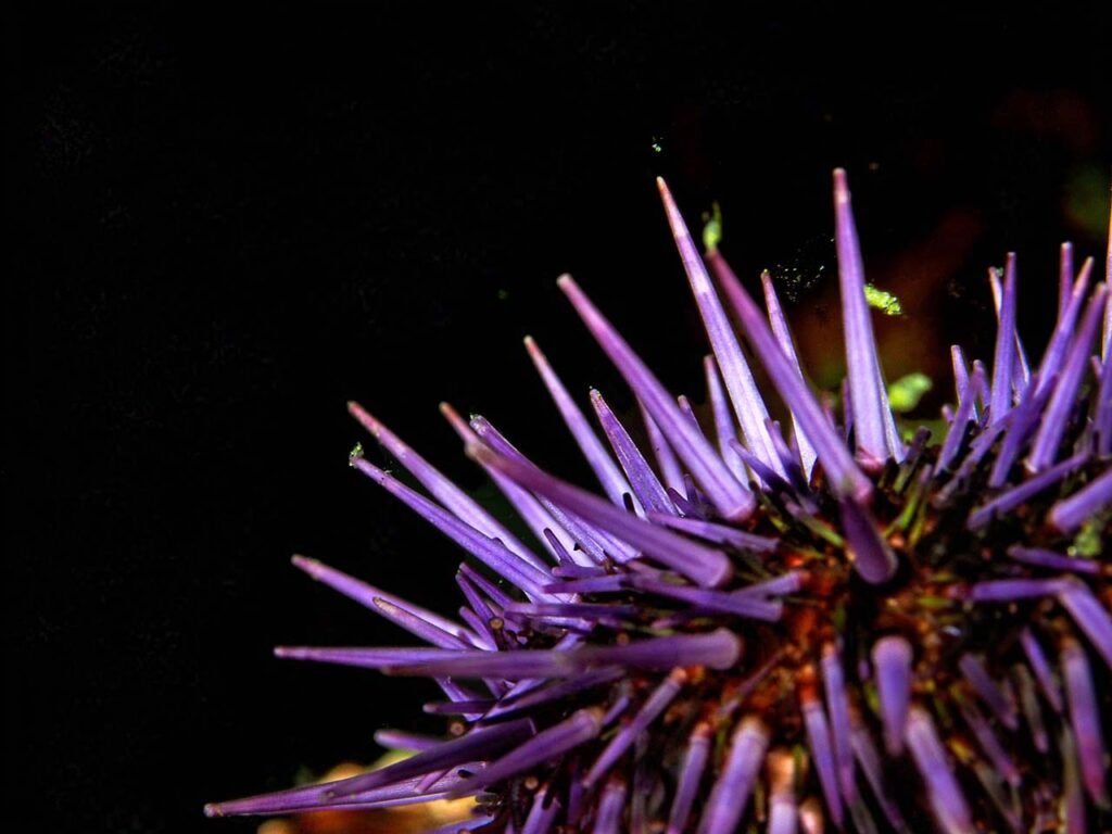 purple sea urchin