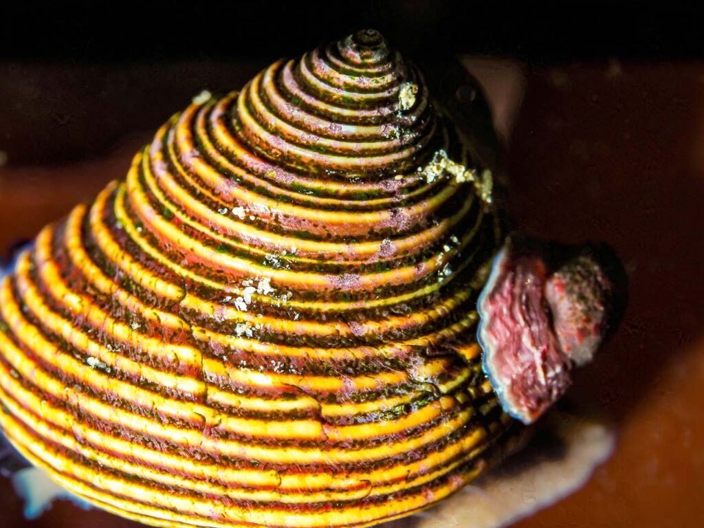 close up snail on kelp