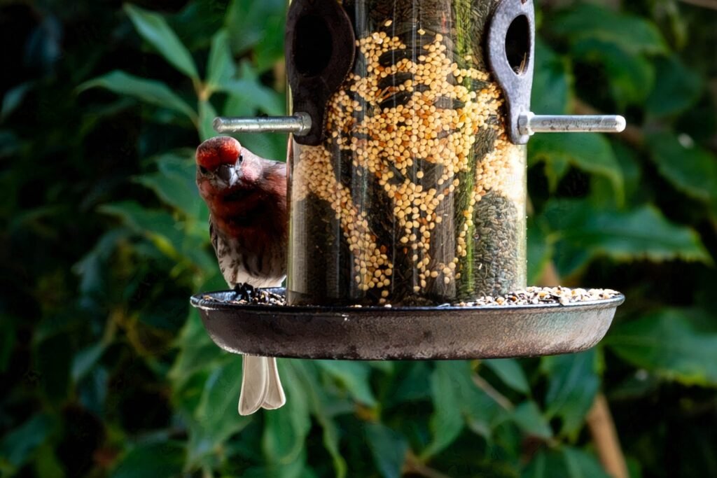red headed birds looking at human from behind feeder