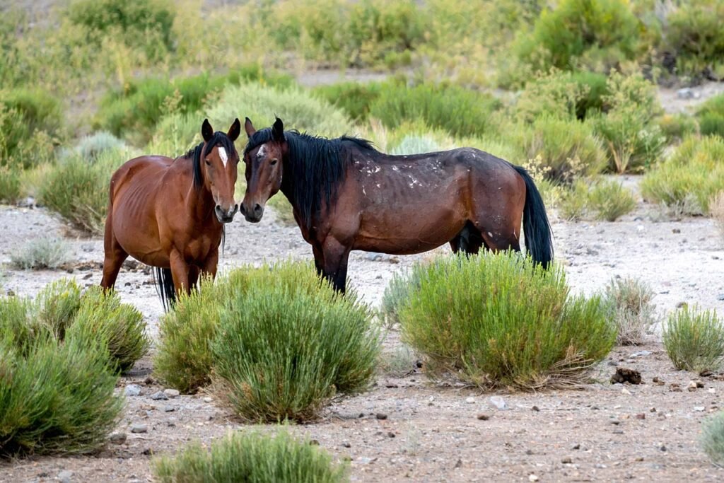 Watchful horse pair