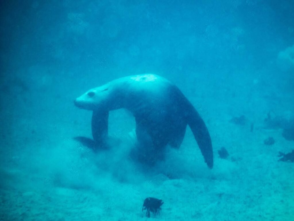 Dancing seal