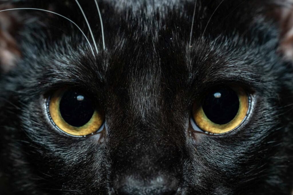 close up eyes of a black cat