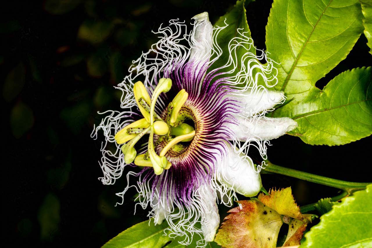 Passion flower