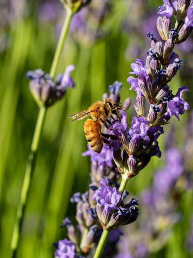 Bee and lavender