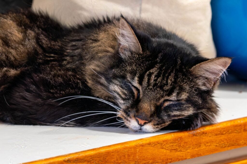 sleeping long hair cat