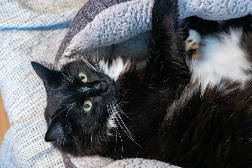 black and white cat on back in bed