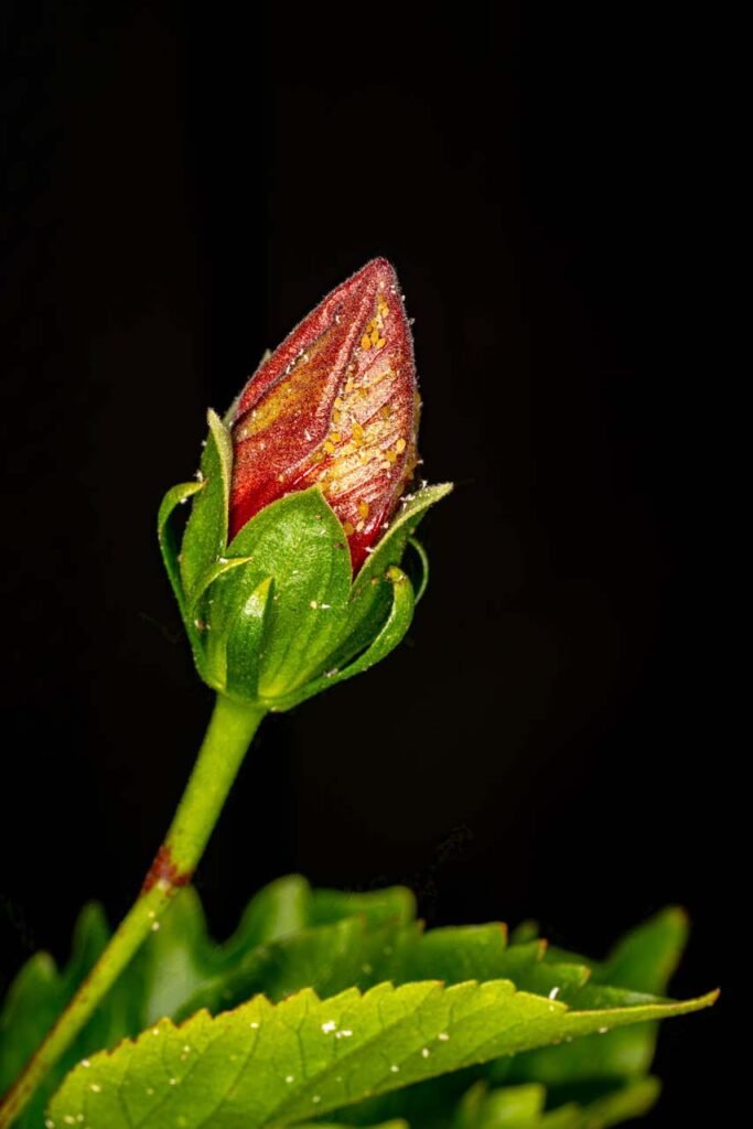 flower bud with aphids life