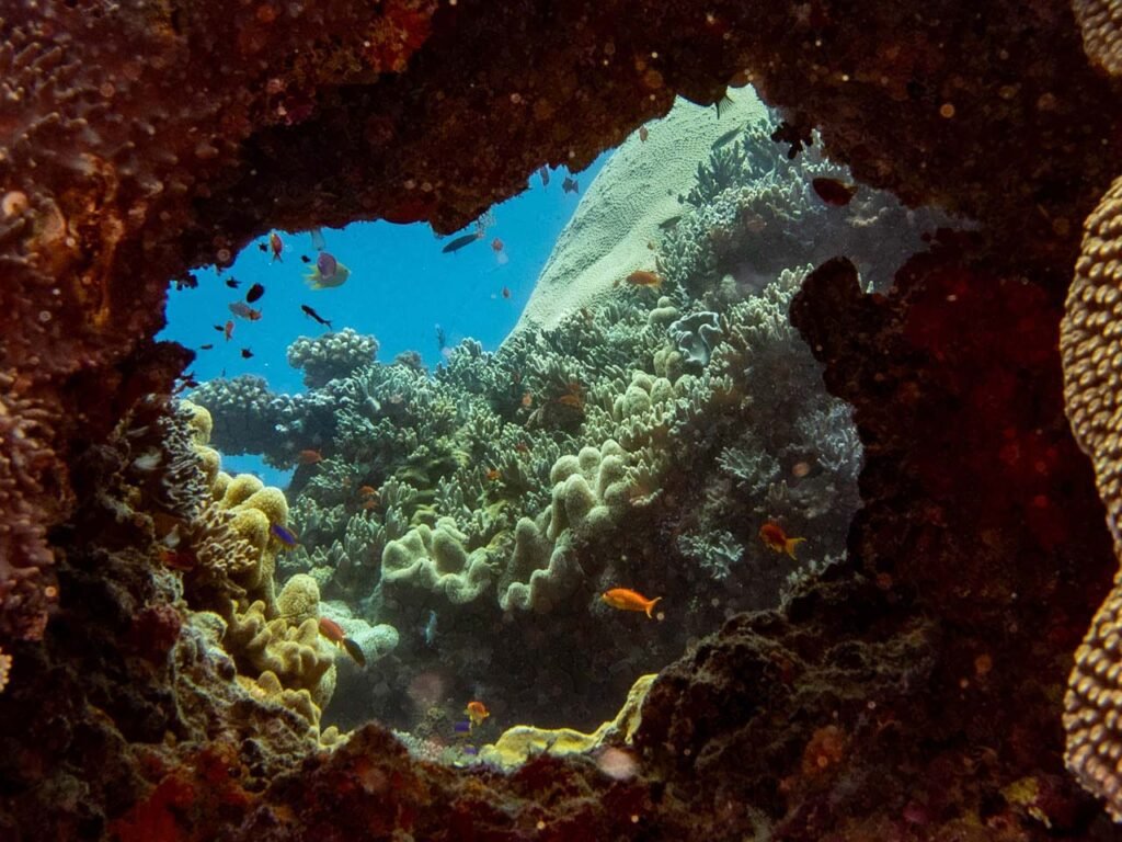 Whole through a coral reef