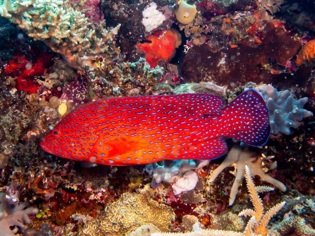 Blue spotted red fish
