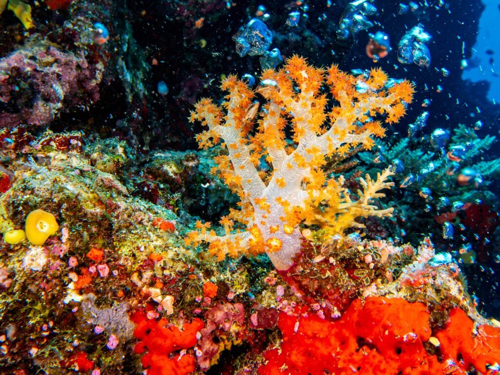 orange polyp soft coral with silver air bubble behind and orange-red sponge below