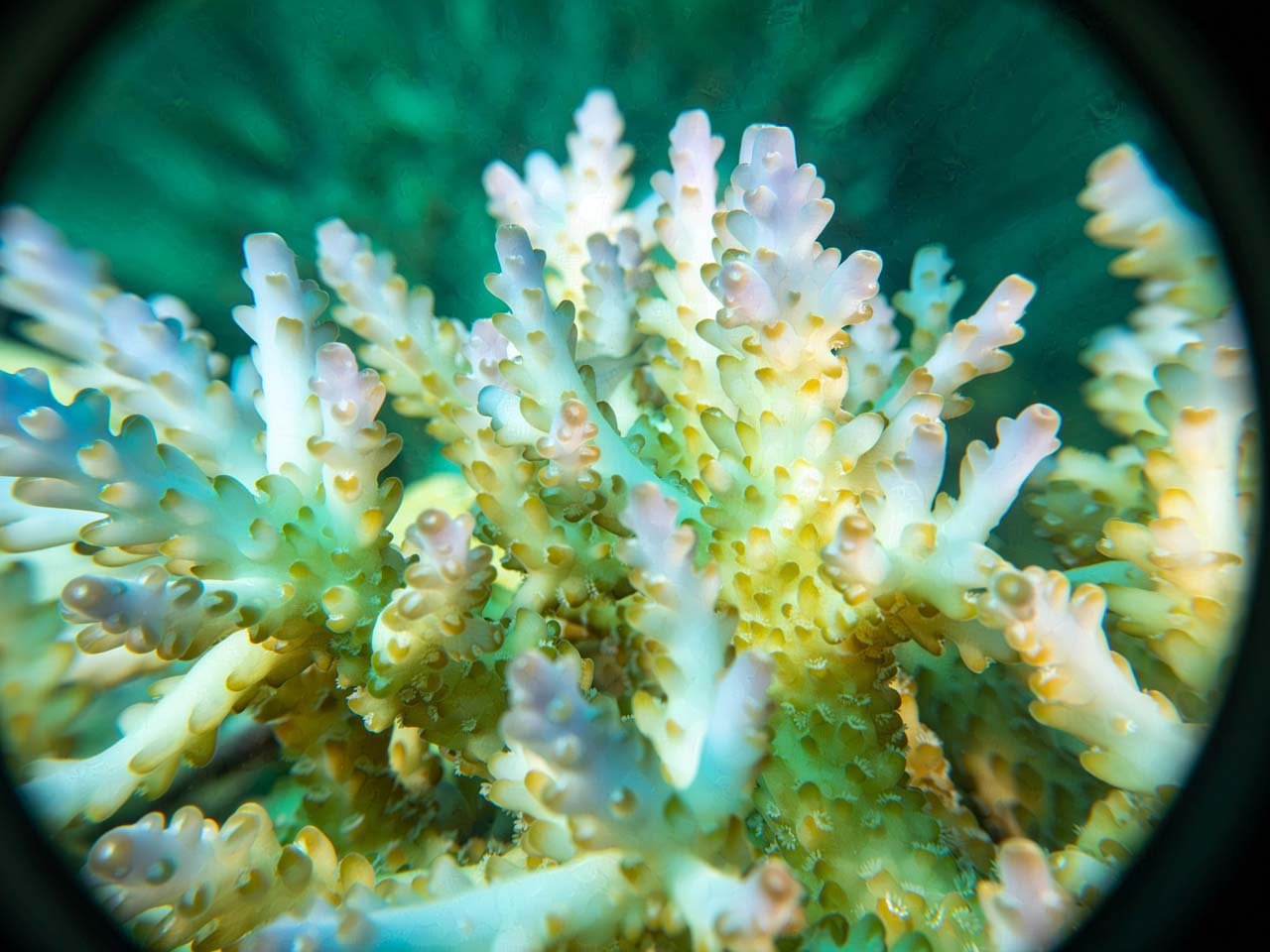 Macro of coral tips