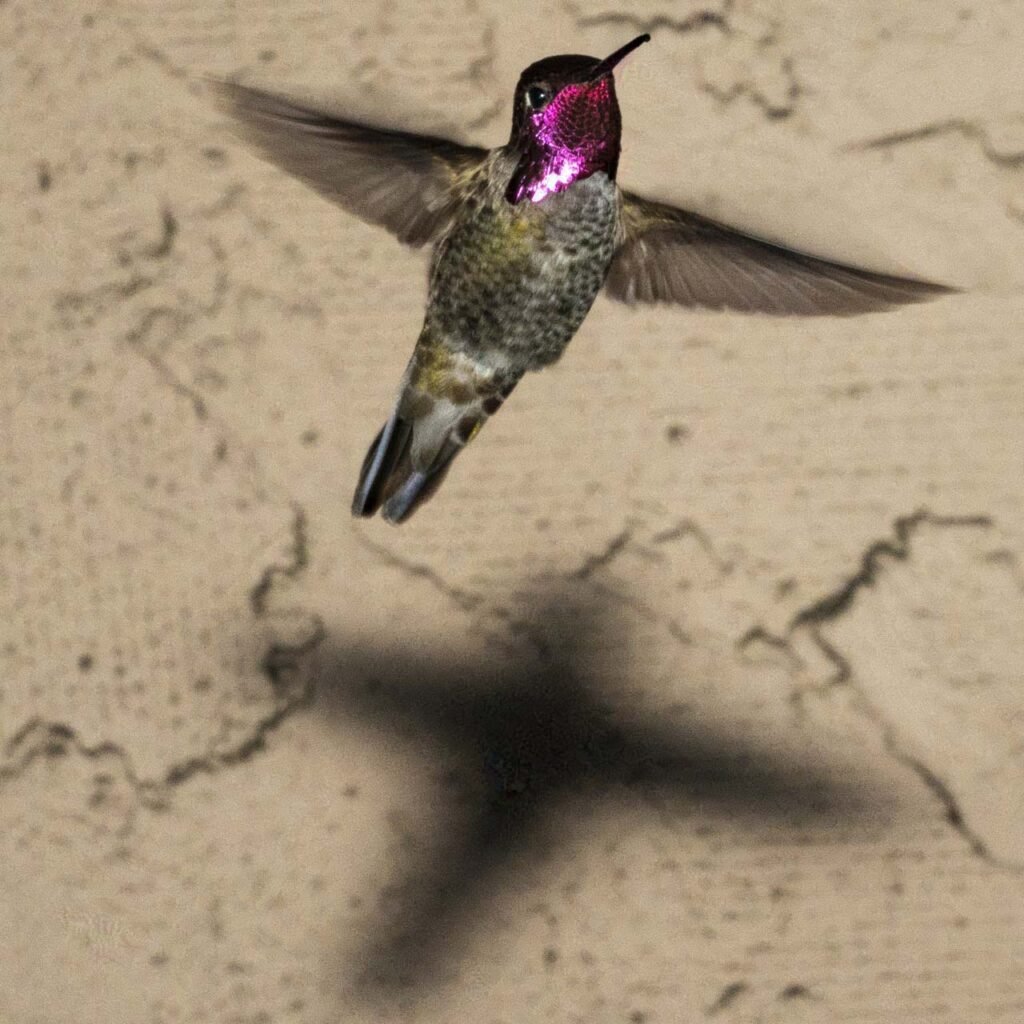 Humming Bird