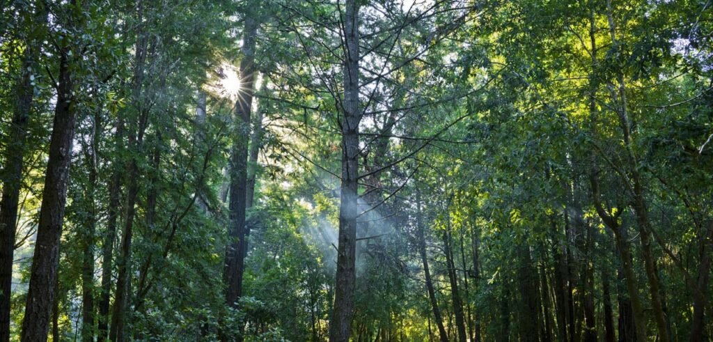 Sun rays illuminating a forest