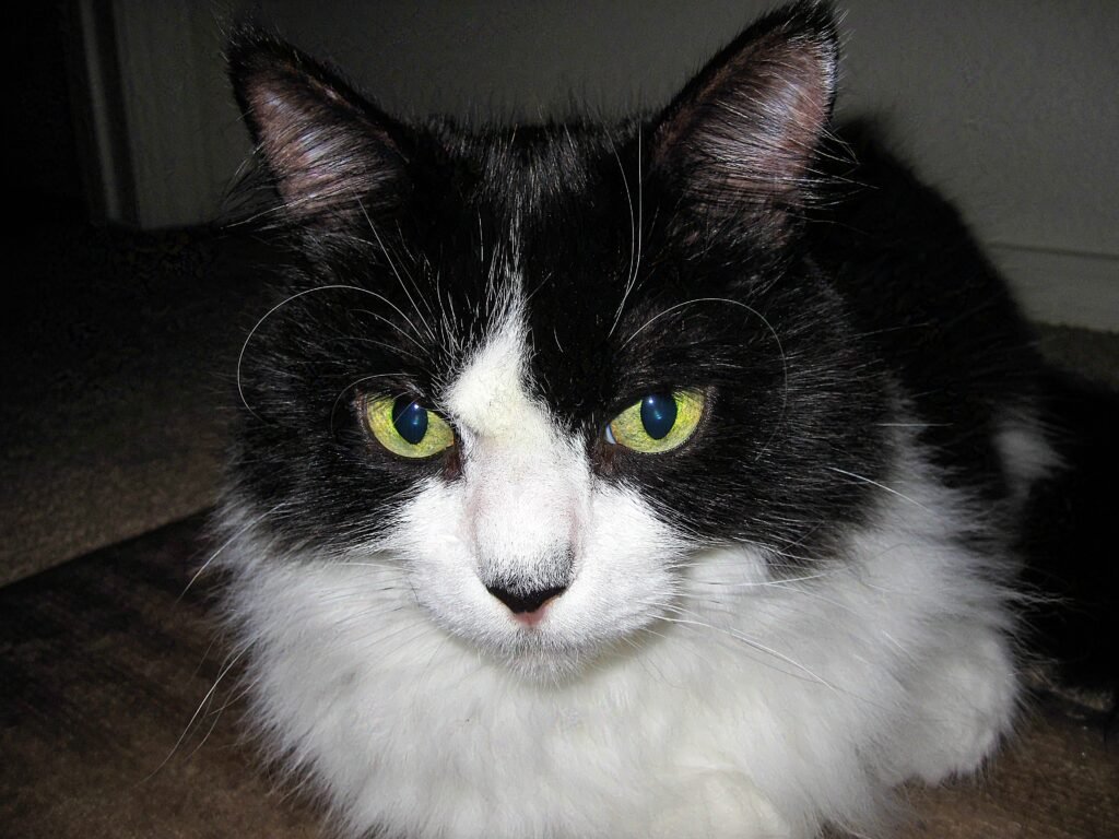 Golden eye black and white cat staring at the camera