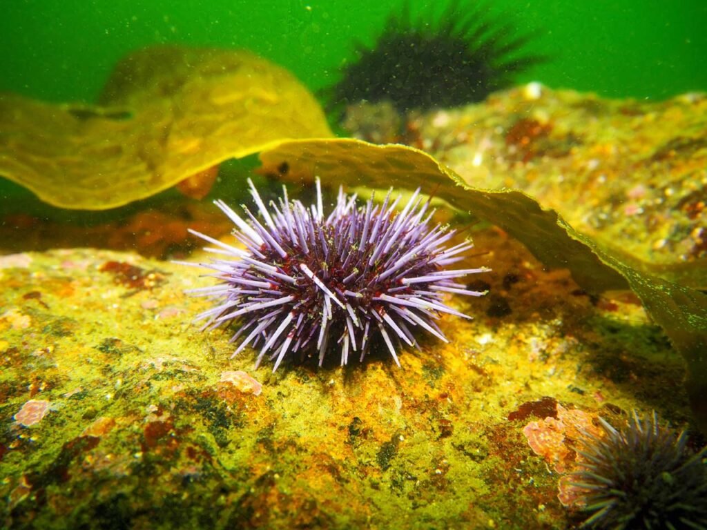 green water with purple sea urchin